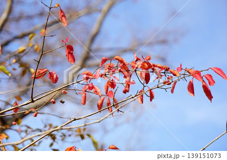 爽やか　紅葉　マユミ　果実 139151073