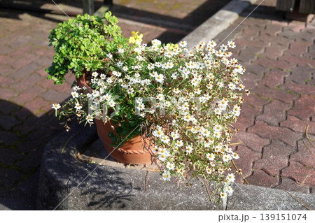 爽やか　小菊　コレオプシスの花 139151074