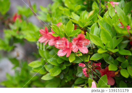 ツツジの花 ツツジの花 139151179