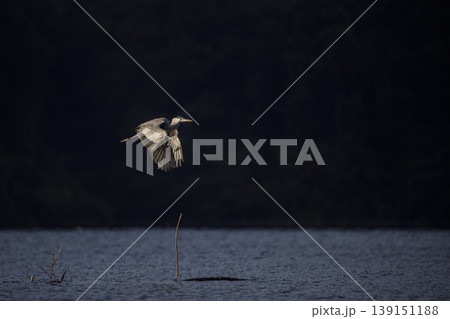 Great Blue Heron flying across a lake Great Blue Heron flying across a lake 139151188