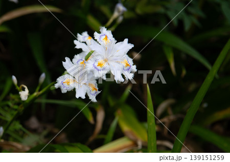 シャガの花 139151259