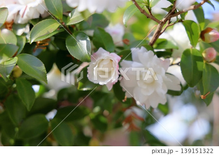 爽やか サザンカの花 爽やか サザンカの花 139151322