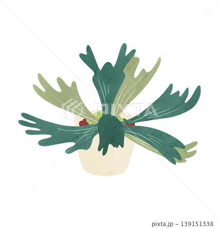 ビカクシダの鉢植え 水彩風手描きイラスト ビカクシダの鉢植え 水彩風手描きイラスト 139151338