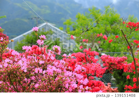 きれいに手入れをされたツツジの花 139151408