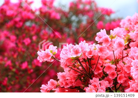 きれいに手入れをされたツツジの花 きれいに手入れをされたツツジの花 139151409