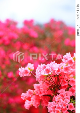 きれいに手入れをされたツツジの花 きれいに手入れをされたツツジの花 139151410