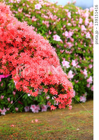 きれいに手入れをされたツツジの花 139151416