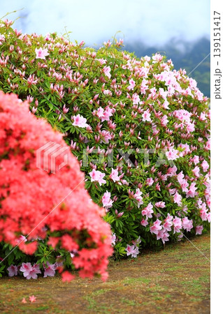 きれいに手入れをされたツツジの花 139151417