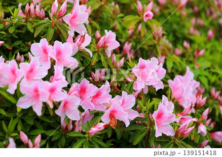 きれいに手入れをされたツツジの花 きれいに手入れをされたツツジの花 139151418