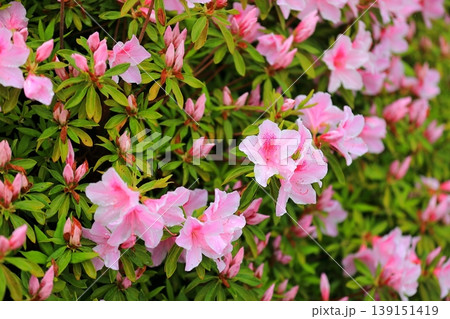 きれいに手入れをされたツツジの花 きれいに手入れをされたツツジの花 139151419