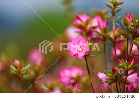 きれいに手入れをされたツツジの花 きれいに手入れをされたツツジの花 139151420