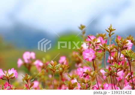 きれいに手入れをされたツツジの花 139151422