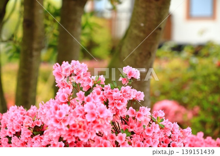 きれいに手入れをされたツツジの花 139151439