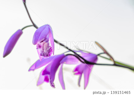 明るい光に包まれた鮮やかなシラン（紫蘭）の花　Vibrant Purple Chinese Grou 139151465