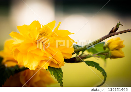 春の陽光に輝く八重咲きのヤマブキ Double-flowered Japanese Kerria i 春の陽光に輝く八重咲きのヤマブキ Double-flowered Japanese Kerria i 139151466