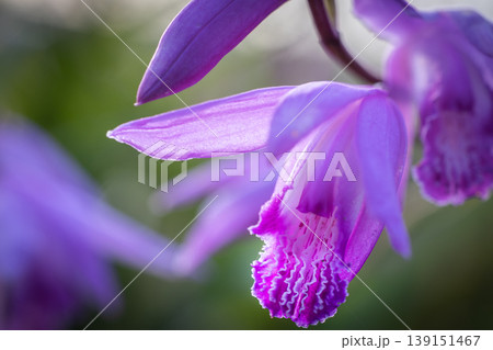 シラン（紫蘭）の花のクローズアップと繊細なディテール Close-up of Chinese Gr 139151467