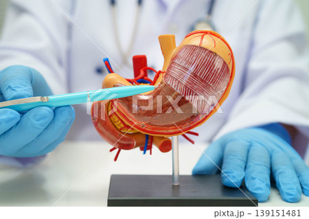 Digestive system with stomach and intestine, Asian doctor holding human anatomy model for study diagnosis and treatment in hospital. Digestive system with stomach and intestine, Asian doctor holding human anatomy model for study diagnosis and treatment in hospital. 139151481