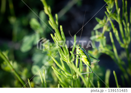 草原の茎に佇むヤブキリの幼虫 英語: Nymph of a Great Green Bush-cri 草原の茎に佇むヤブキリの幼虫 英語: Nymph of a Great Green Bush-cri 139151485