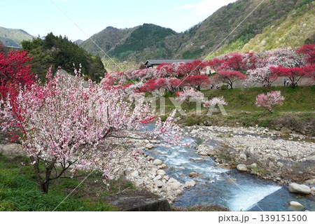 花桃の花が咲き誇る花桃の里 花桃まつりの風景 花桃の花が咲き誇る花桃の里 花桃まつりの風景 139151500
