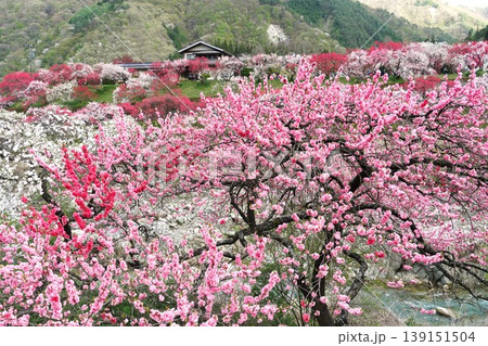 花桃の花が咲き誇る花桃の里 花桃まつりの風景 花桃の花が咲き誇る花桃の里 花桃まつりの風景 139151504