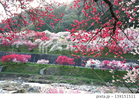 花桃の花が咲き誇る花桃の里 花桃まつりの風景 花桃の花が咲き誇る花桃の里 花桃まつりの風景 139151511