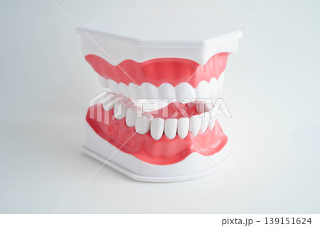 Dental teeth model on white background for learn about dentistry. Dental teeth model on white background for learn about dentistry. 139151624