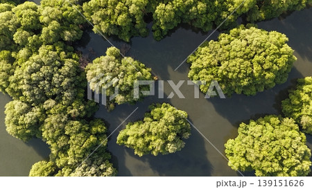 a green mangrove tree islands growing densely in a network of winding, calm, dark water channels under natural daylight, forming a stunning pattern. 139151626