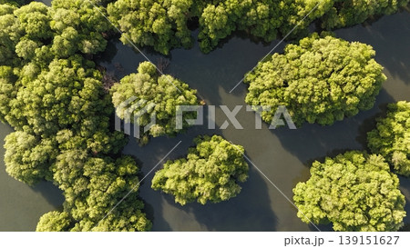 a green mangrove tree islands growing densely in a network of winding, calm, dark water channels under natural daylight, forming a stunning pattern. 139151627