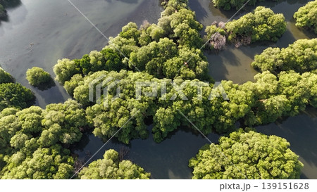 a green mangrove tree islands growing densely in a network of winding, calm, dark water channels under natural daylight, forming a stunning pattern. 139151628