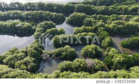 a green mangrove tree islands growing densely in a network of winding, calm, dark water channels under natural daylight, forming a stunning pattern. 139151630