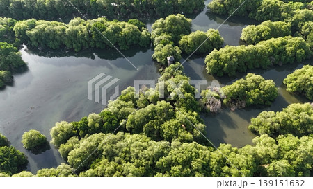 a green mangrove tree islands growing densely in a network of winding, calm, dark water channels under natural daylight, forming a stunning pattern. a green mangrove tree islands growing densely in a network of winding, calm, dark water channels under natural daylight, forming a stunning pattern. 139151632