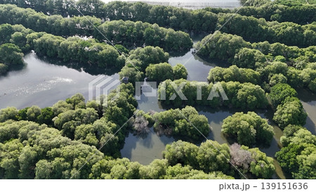 a green mangrove tree islands growing densely in a network of winding, calm, dark water channels under natural daylight, forming a stunning pattern. 139151636