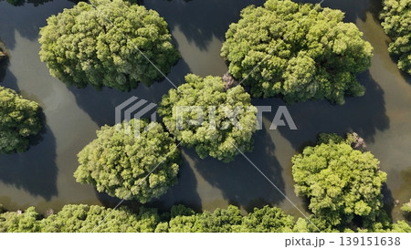 a green mangrove tree islands growing densely in a network of winding, calm, dark water channels under natural daylight, forming a stunning pattern. 139151638