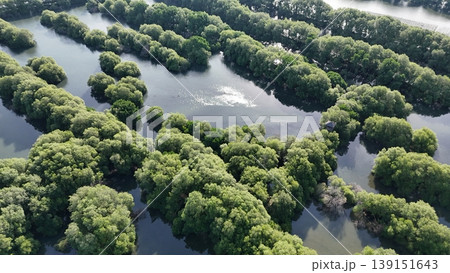 a green mangrove tree islands growing densely in a network of winding, calm, dark water channels under natural daylight, forming a stunning pattern. 139151643