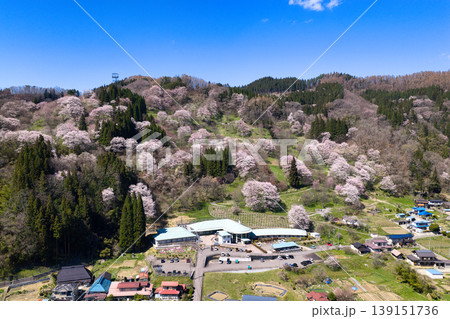 満開の二反田の桜 長野県小川村(ドローンによる空撮) 満開の二反田の桜 長野県小川村(ドローンによる空撮) 139151736