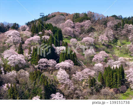 満開の二反田の桜 長野県小川村(ドローンによる空撮) 満開の二反田の桜 長野県小川村(ドローンによる空撮) 139151738