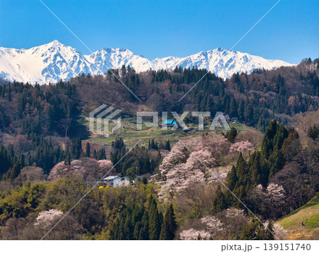 満開の二反田の桜と残雪の白馬三山 長野県小川村(ドローンによる空撮) 満開の二反田の桜と残雪の白馬三山 長野県小川村(ドローンによる空撮) 139151740