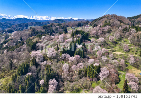 満開の二反田の桜と残雪の白馬連峰　長野県小川村（ドローンによる空撮） 139151743