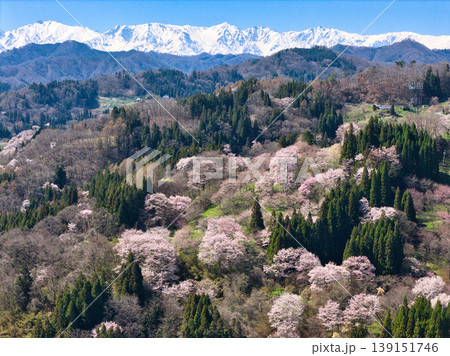 満開の二反田の桜と残雪の白馬三山　長野県小川村（ドローンによる空撮） 139151746