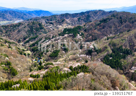 陸郷桜仙峡から見る満開の山桜 長野県池田町(ドローンによる空撮) 陸郷桜仙峡から見る満開の山桜 長野県池田町(ドローンによる空撮) 139151767