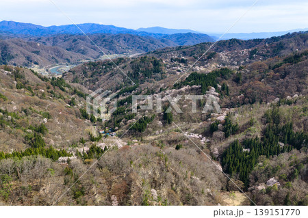 陸郷桜仙峡から見る満開の山桜　長野県池田町（ドローンによる空撮） 139151770