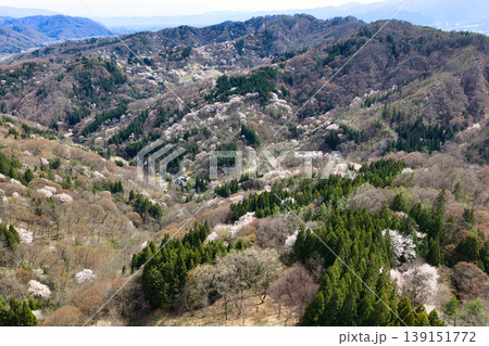 陸郷桜仙峡から見る満開の山桜　長野県池田町（ドローンによる空撮） 139151772