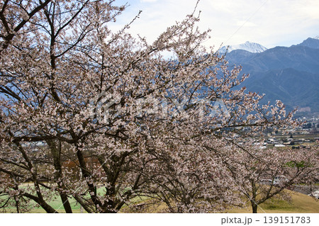 あづみ野池田クラフトパーク(池田町創造館)満開の桜と残雪の常念岳 長野県池田町 あづみ野池田クラフトパーク(池田町創造館)満開の桜と残雪の常念岳 長野県池田町 139151783