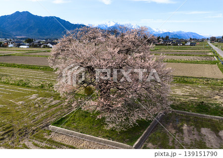 須沼の一本桜と残雪の白馬連峰 長野県大町市(ドローンによる空撮) 須沼の一本桜と残雪の白馬連峰 長野県大町市(ドローンによる空撮) 139151790