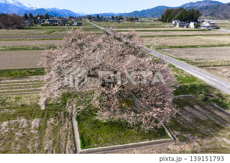 須沼の一本桜と残雪の白馬連峰 長野県大町市(ドローンによる空撮) 須沼の一本桜と残雪の白馬連峰 長野県大町市(ドローンによる空撮) 139151793