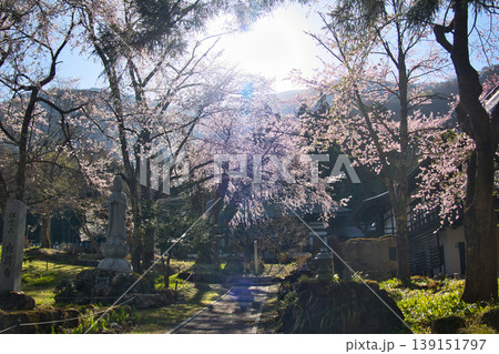 貞麟寺の満開の枝垂れ桜 長野県白馬村 貞麟寺の満開の枝垂れ桜 長野県白馬村 139151797
