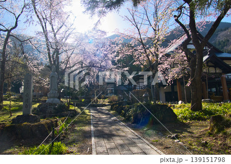 貞麟寺の満開の枝垂れ桜　長野県白馬村 139151798