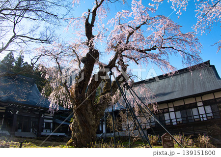 貞麟寺の満開の枝垂れ桜（麻蒔糸桜・おまきいとざくら）　長野県白馬村 139151800
