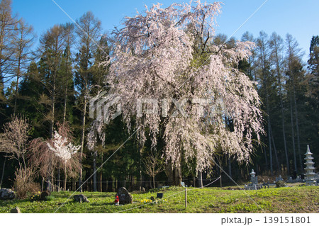 貞麟寺の満開の枝垂れ桜　長野県白馬村 139151801
