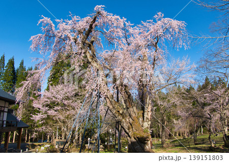 貞麟寺の満開の枝垂れ桜(麻蒔糸桜・おまきいとざくら) 長野県白馬村 貞麟寺の満開の枝垂れ桜(麻蒔糸桜・おまきいとざくら) 長野県白馬村 139151803